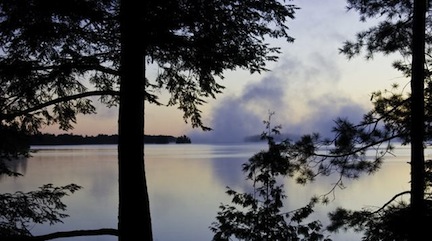 Early morning view across a cove, a large tree is the focal point. 